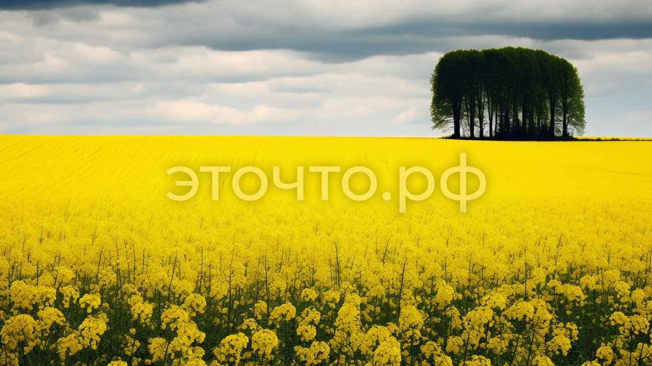 Рапс